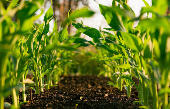 Agriculture Industry